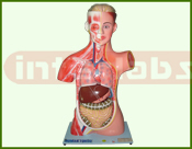 Human Torso Big Size